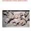 copertina_libro_isbn_9791222325439